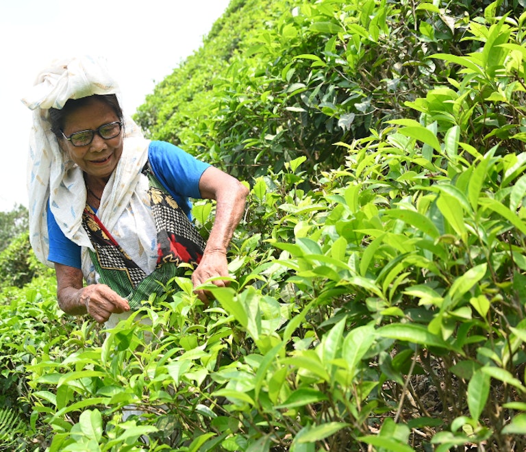 Pobi, a tea picker in Bangladesh, picking tea leaves